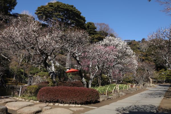 境内の花々