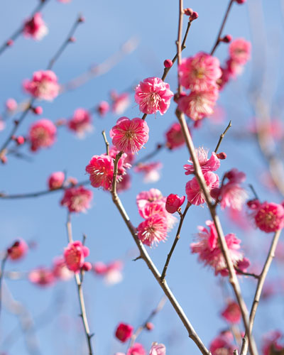 境内の花々