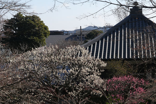 境内の花々