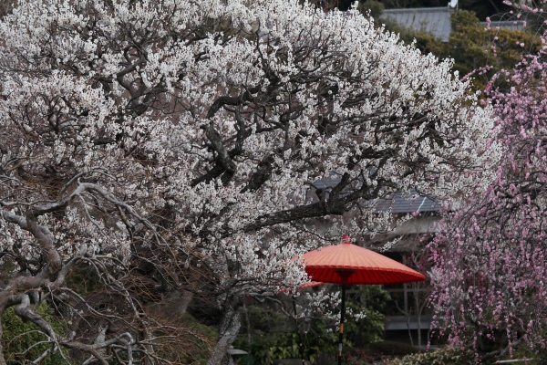 境内の花々