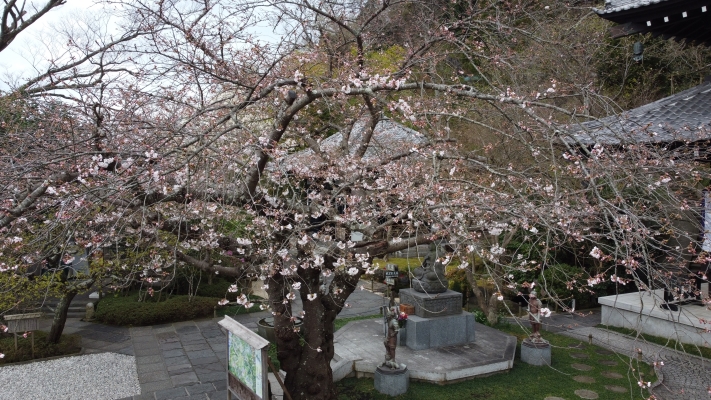 サクラ開花状況