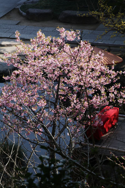 境内の花々