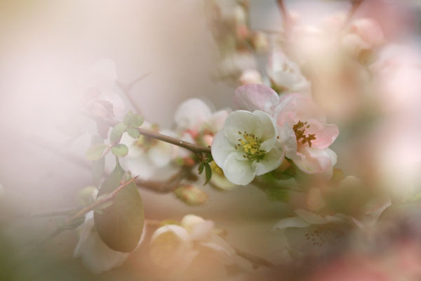 境内の花々