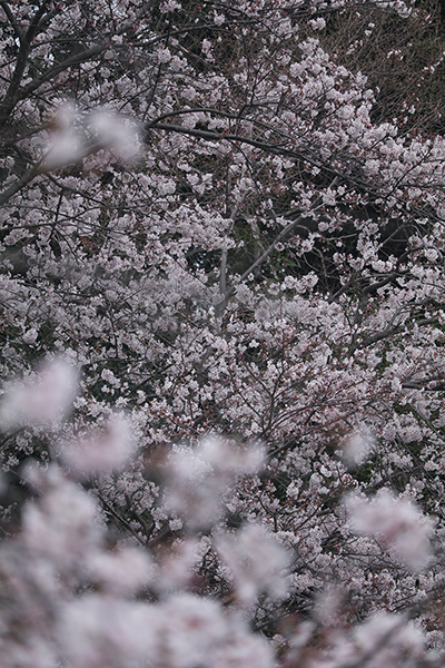 境内の花々