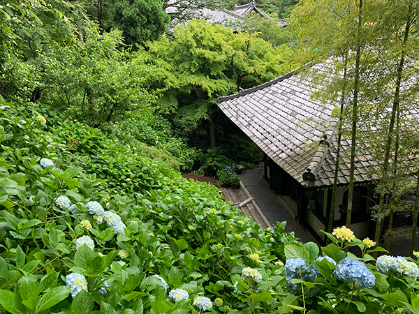 あじさい開花状況