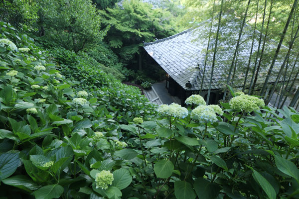 境内の花々