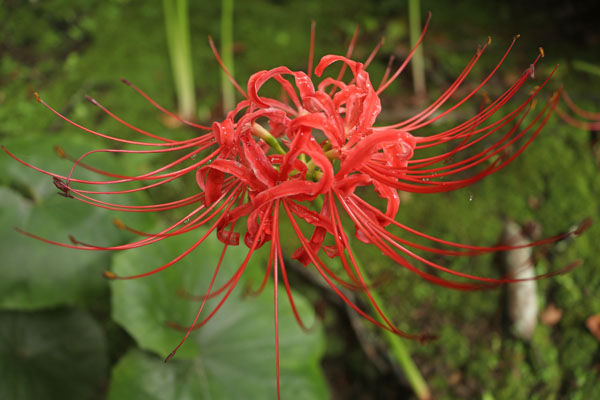 境内の花々