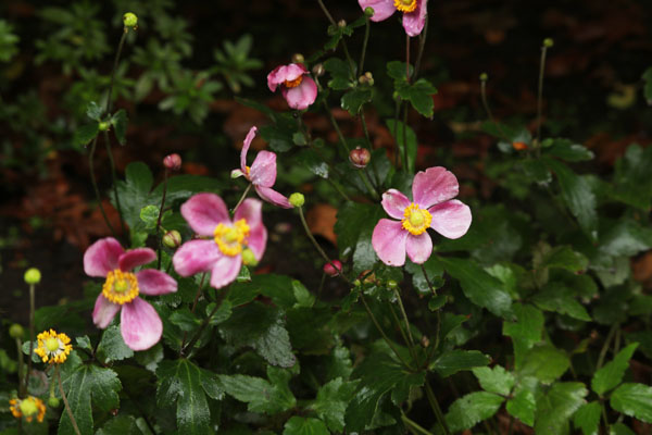 境内の花々