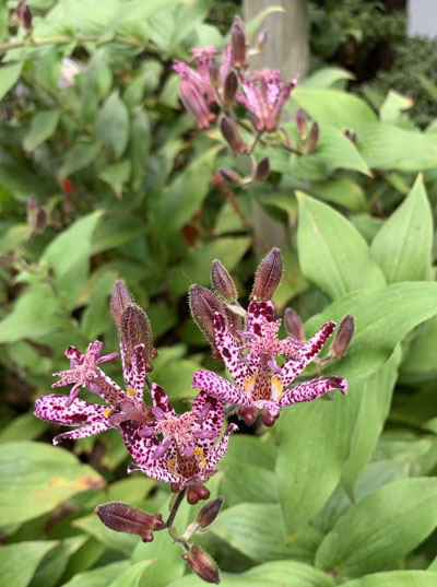 境内の花々