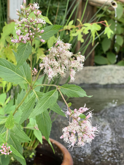 境内の花々