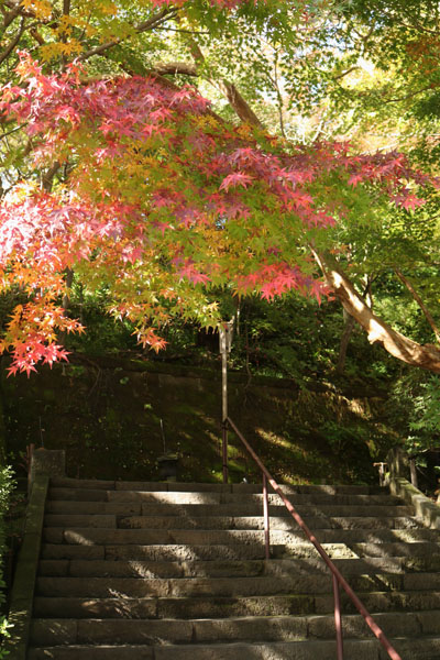 境内の花々