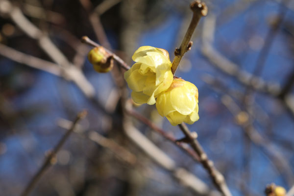 境内の花々