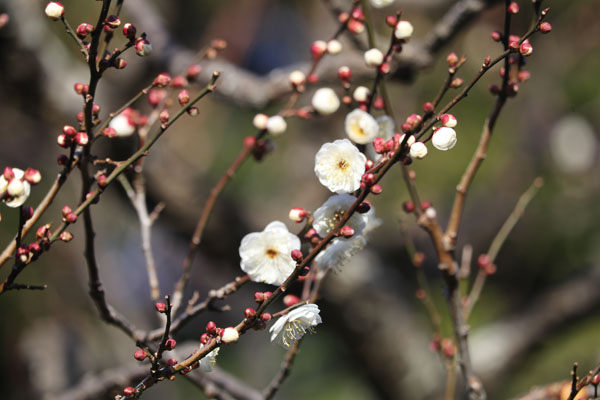 境内の花々