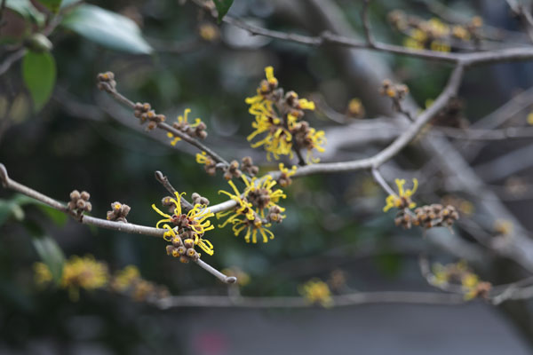 境内の花々