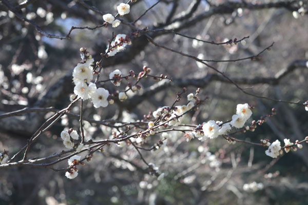 境内の花々