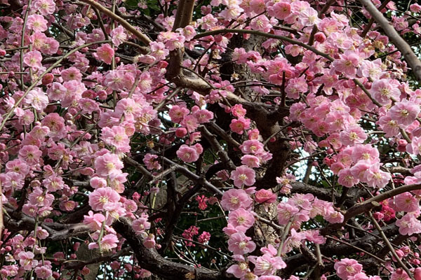 境内の花々