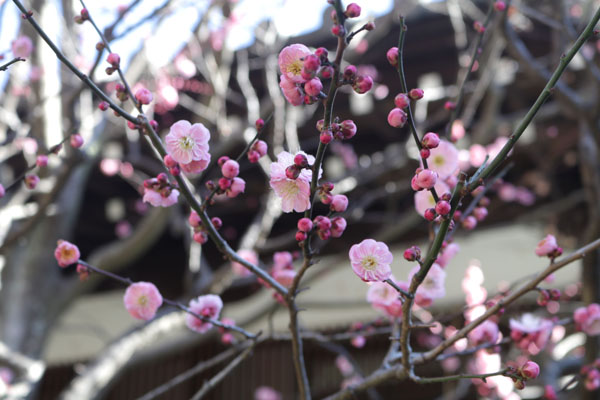 境内の花々