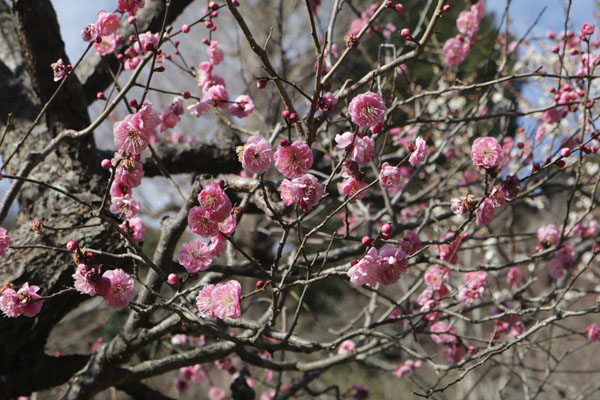 境内の花々