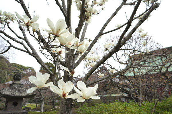 境内の花々