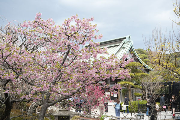 境内の花々