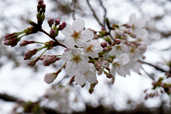 境内の花々