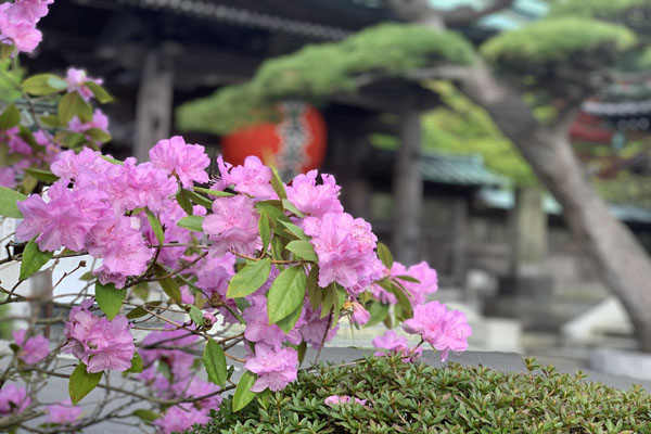 境内の花々