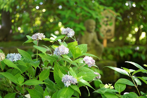 境内の花々