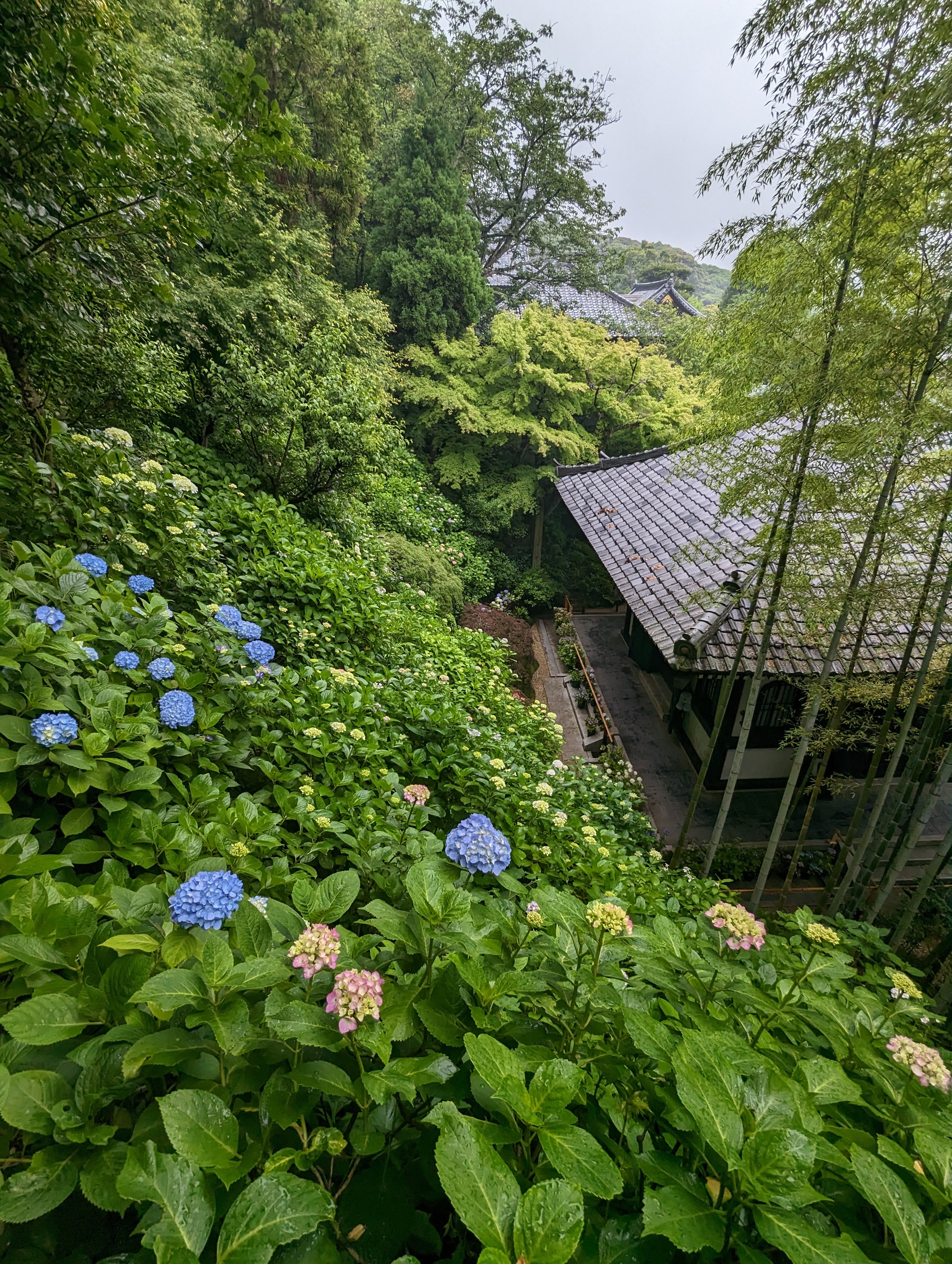 境内の花々