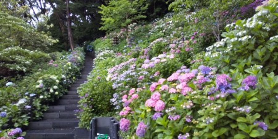 鎌倉紫陽花スポット長谷寺