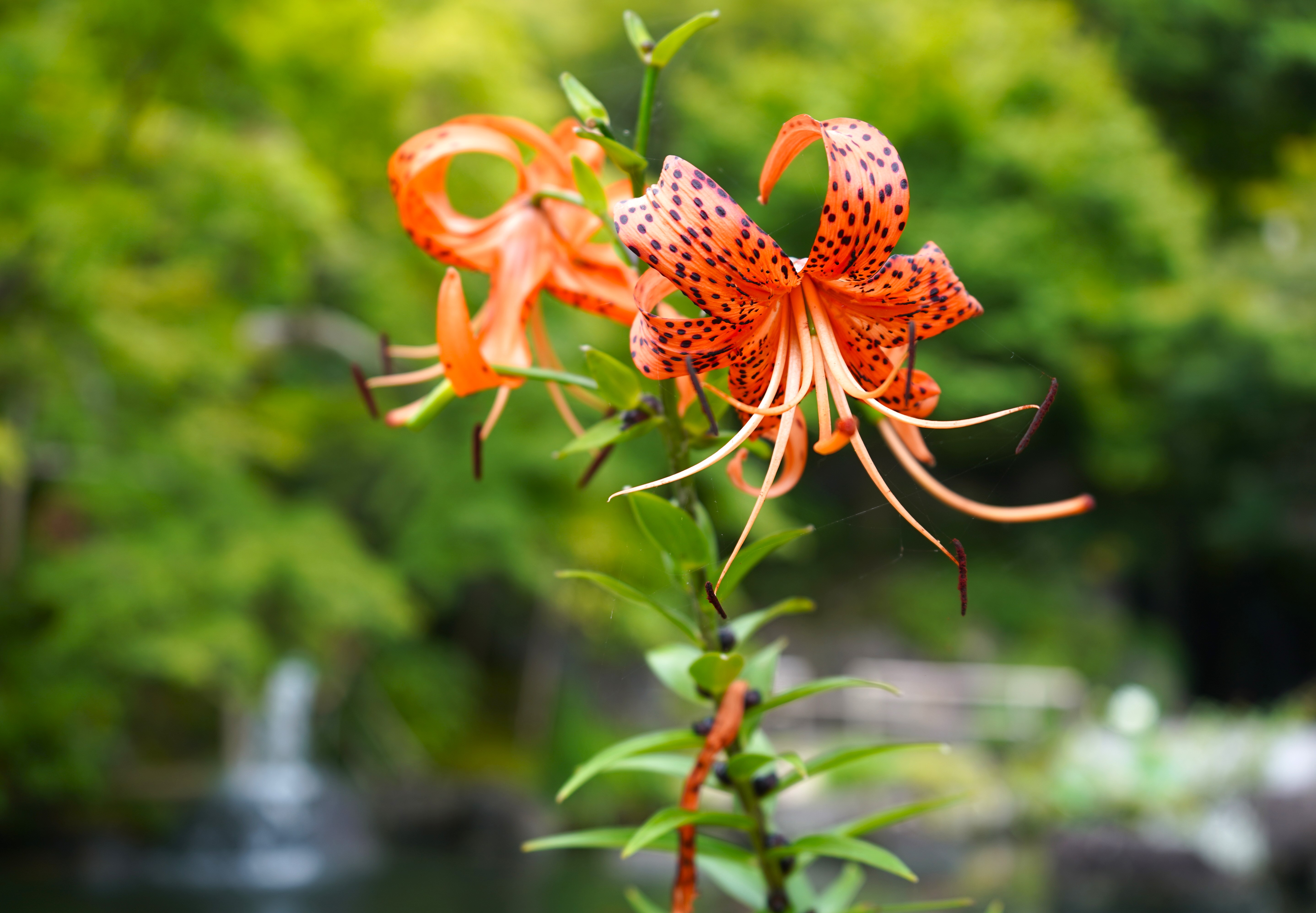 境内の花々