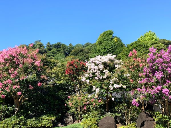 境内の花々