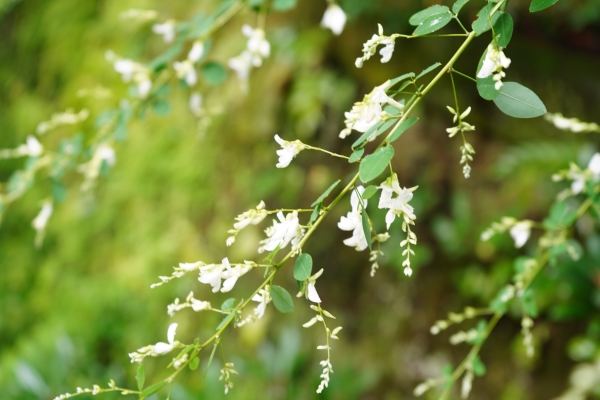 境内の花々