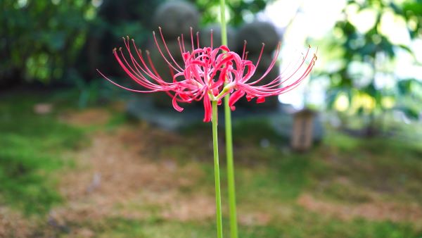 境内の花々