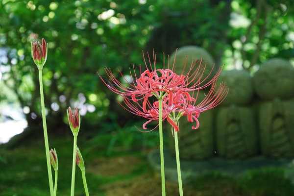 境内の花々