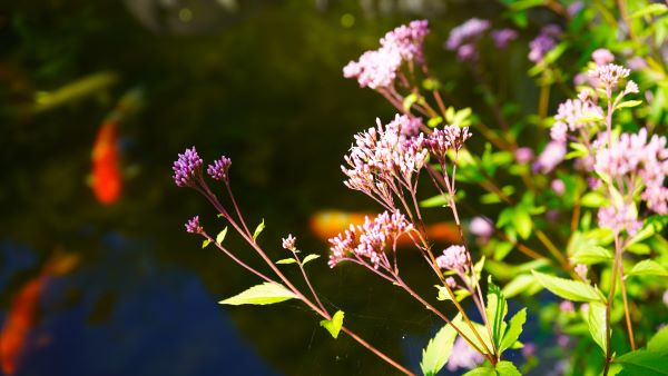 境内の花々