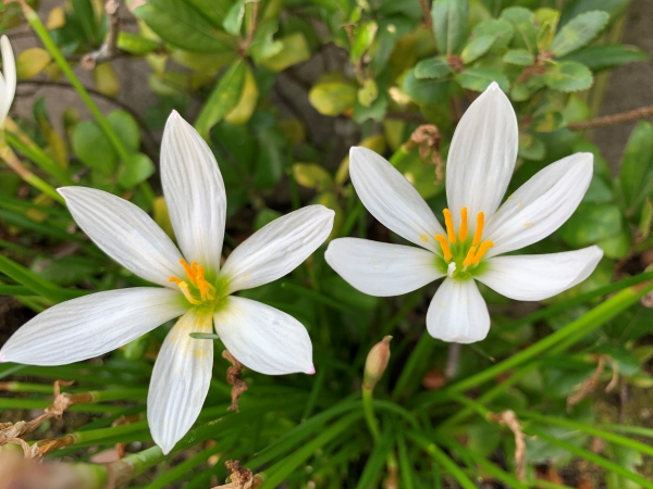 境内の花々