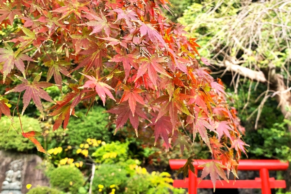 境内の花々