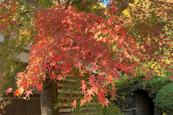 境内の花々