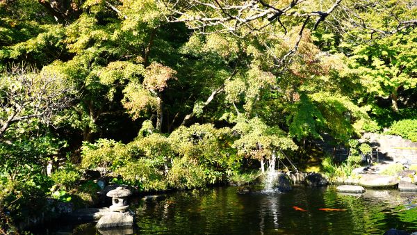 紅葉状況・境内の花々