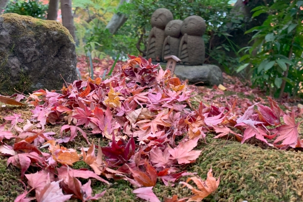 境内の花々