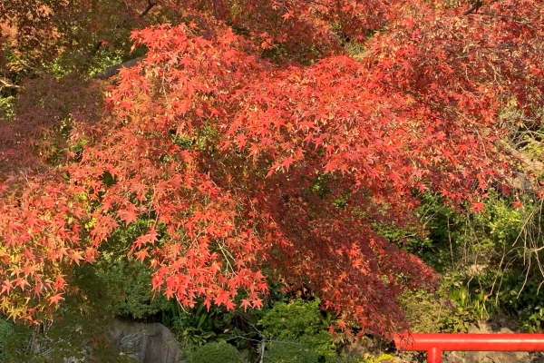 境内の花々