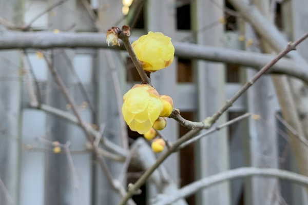 境内の花々