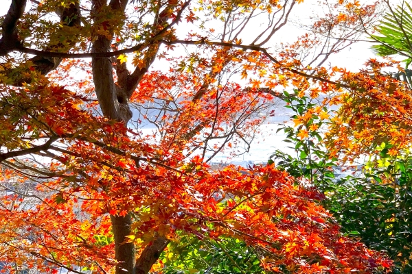 境内の花々