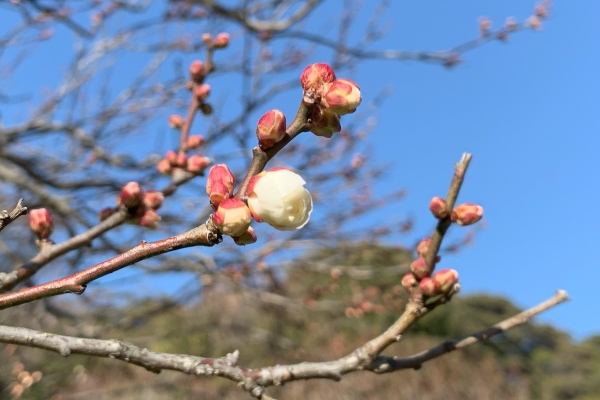 境内の花々