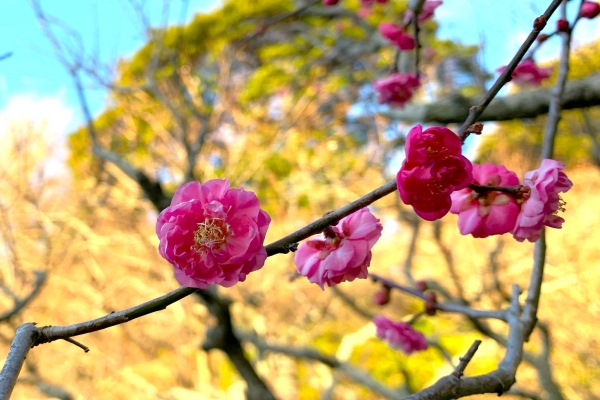 境内の花々