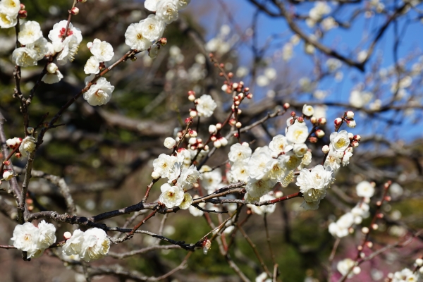 境内の花々