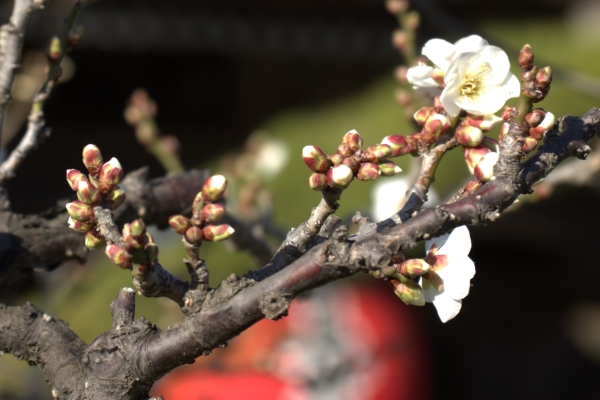 境内の花々