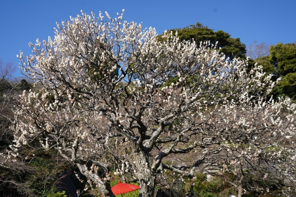 境内の花々