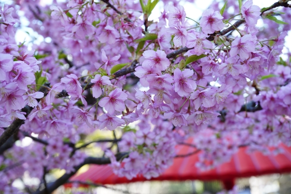 境内の花々