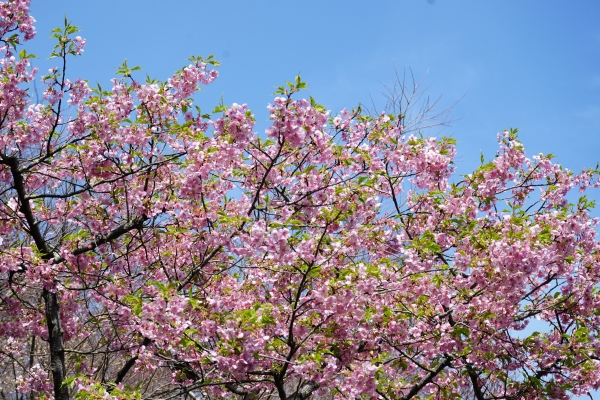 境内の花々